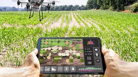 Farmer reviewing a crop-yield map on a tablet above a maize field with a drone