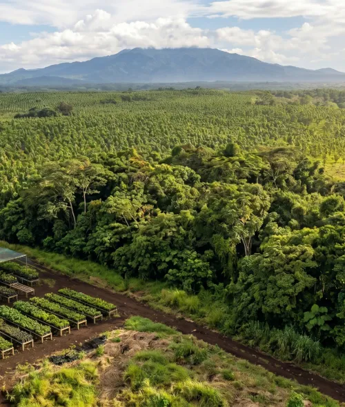 Aerial view of plantation rows below a mountain range